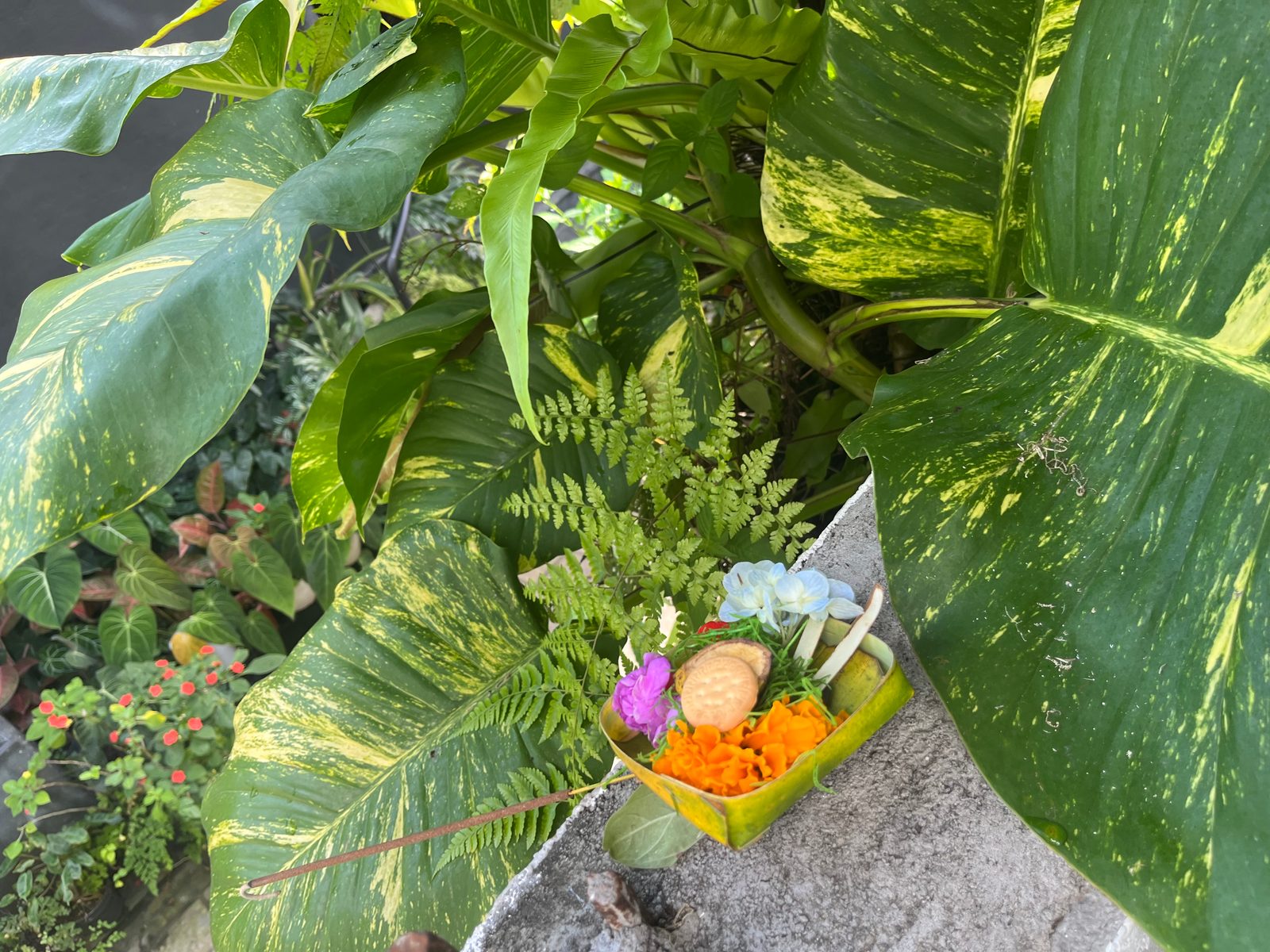 A small palm-leaf offering with flowers and orange petals on a stone ledge among variegated leaves