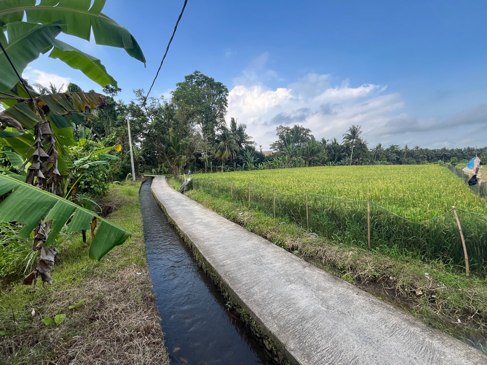 A narrow concrete path beside an irrigation canal through rice fields north of Ubud