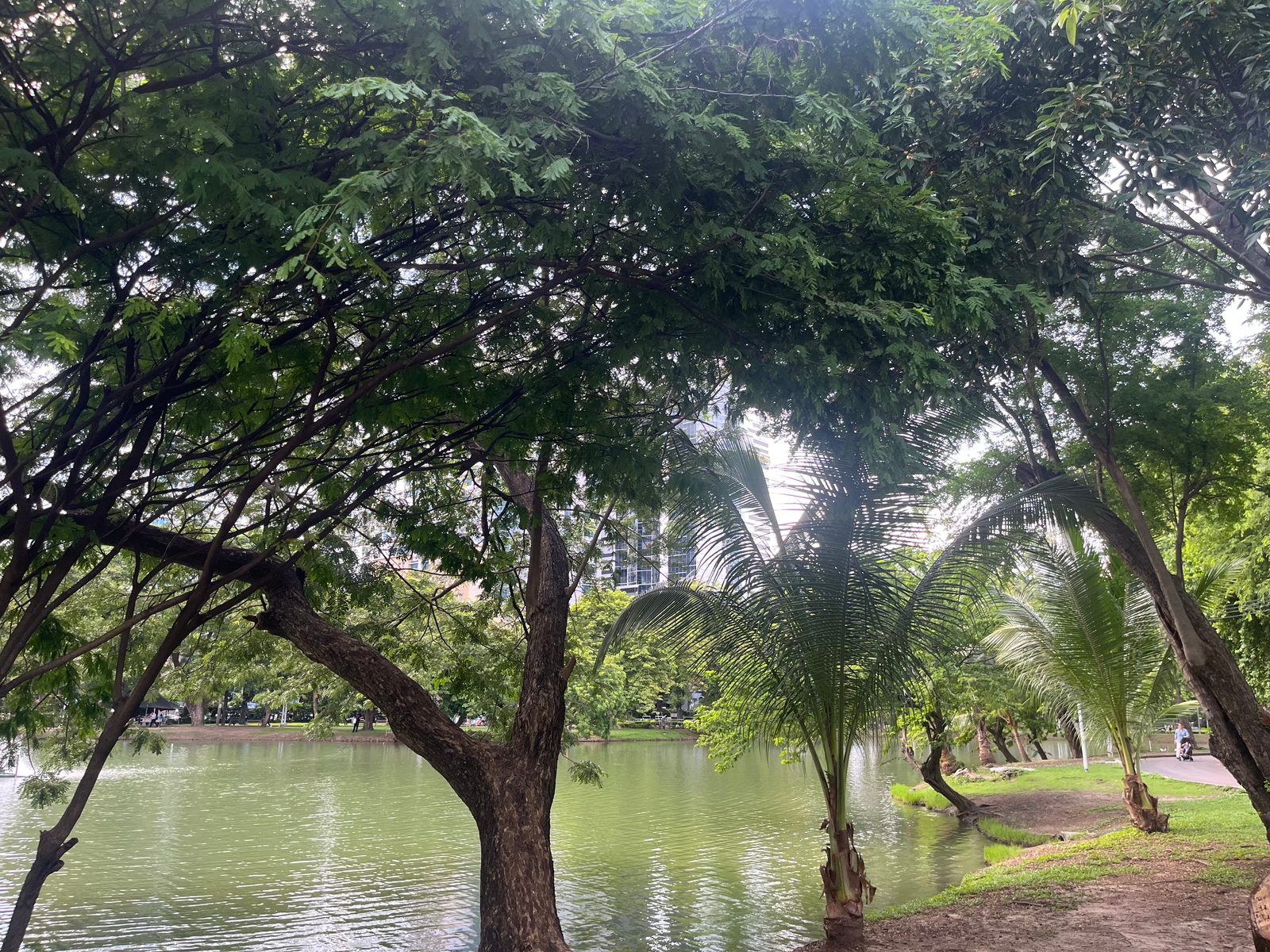Trees leaning over the lake in Lumpini Park