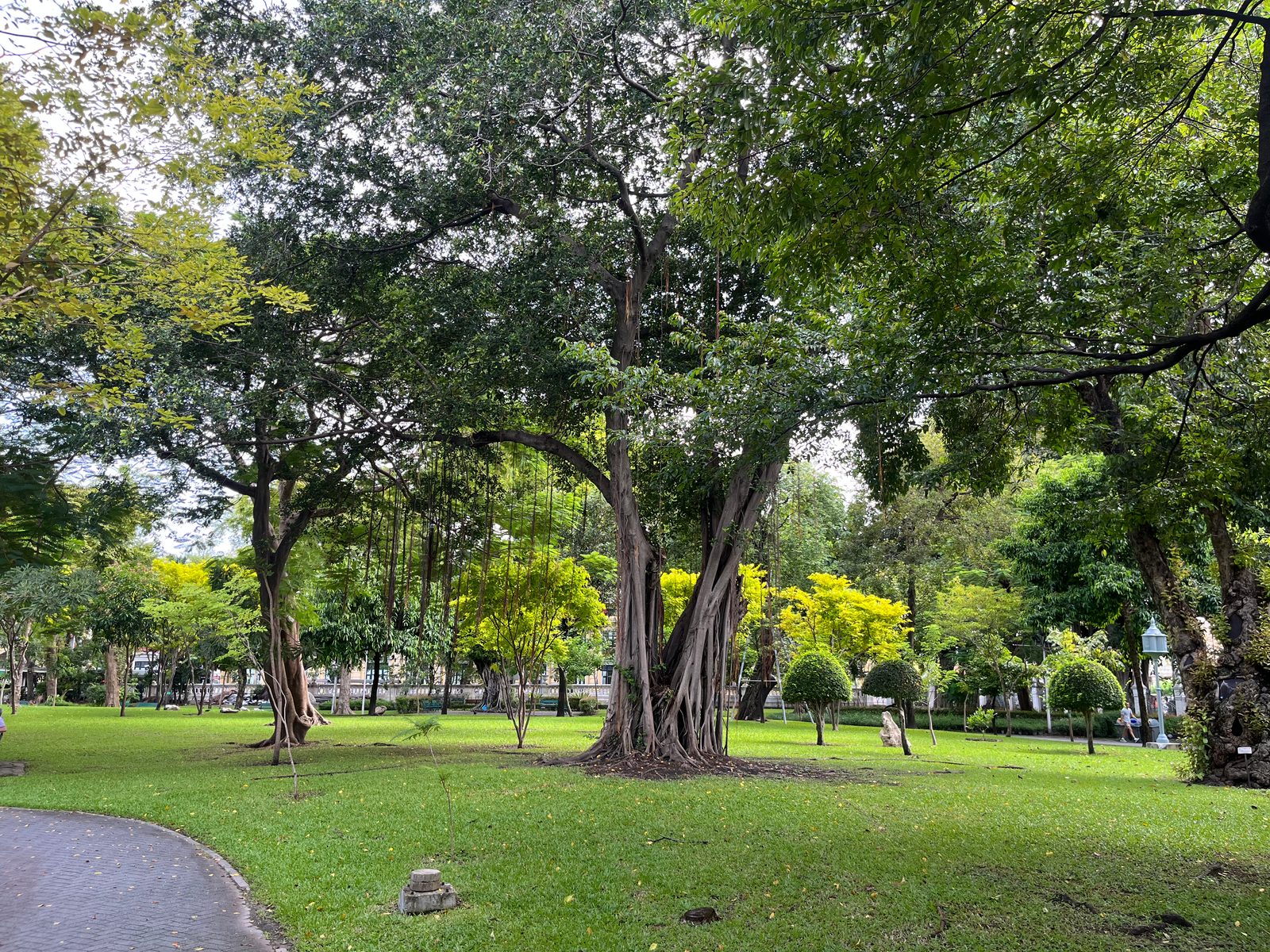 Large shade trees over the lawns of Saranrom Park in Bangkok