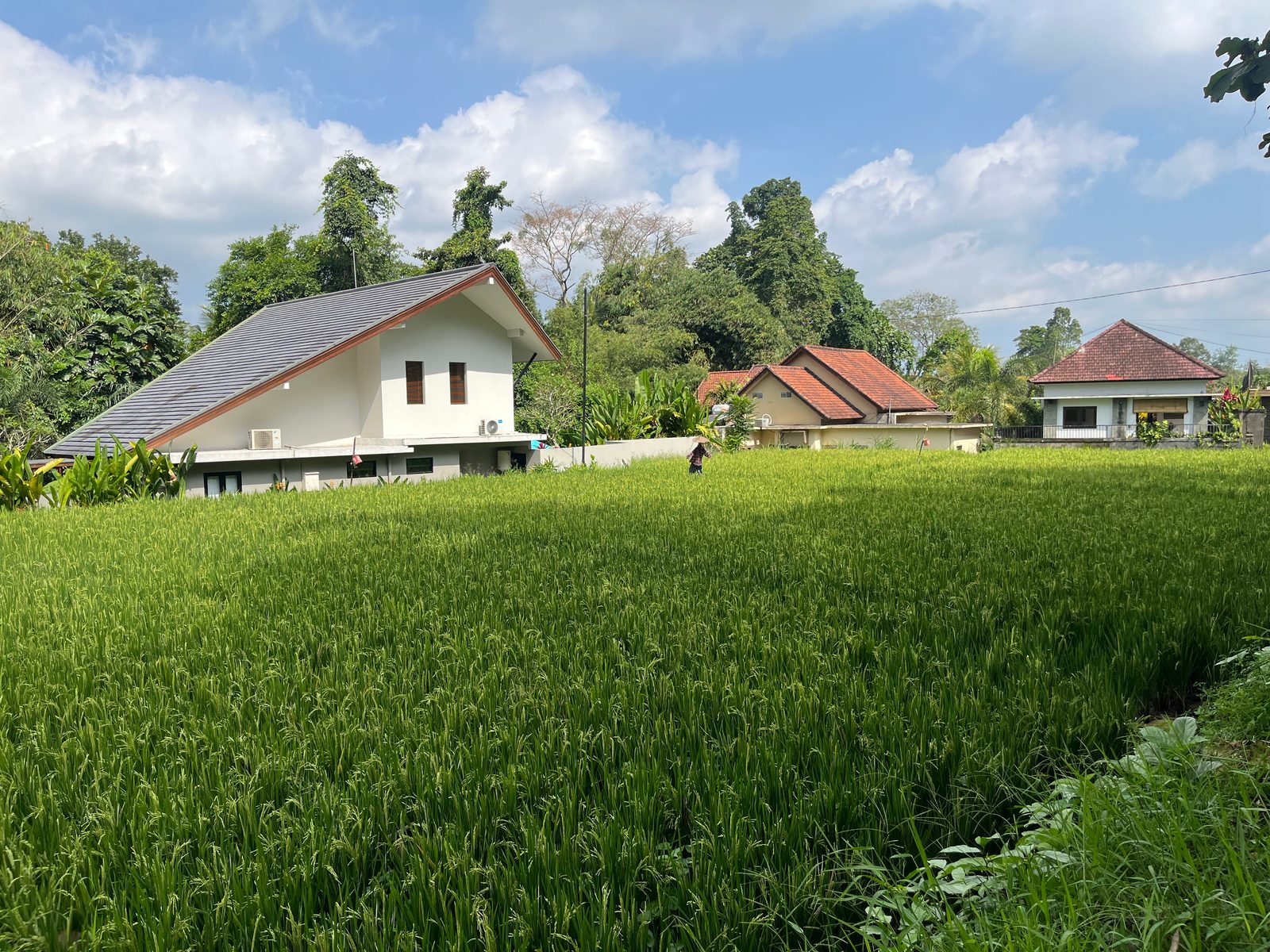 Small white houses at the edge of a green rice field near Ubud