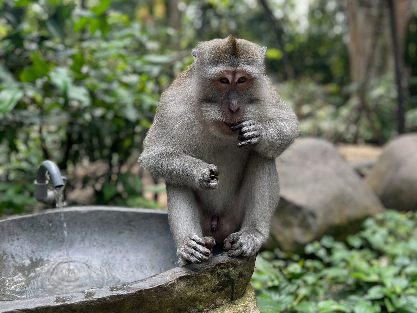 A long-tailed macaque sitting on a stone basin in Ubud’s Monkey Forest