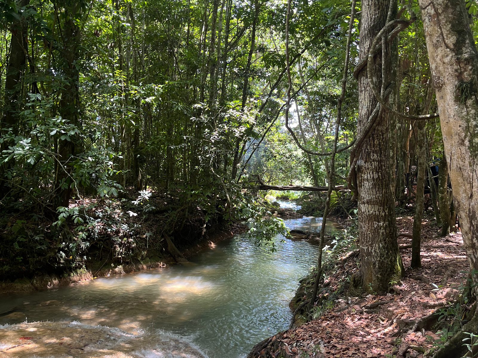 A shallow river flowing through tropical forest near the El Limón waterfall