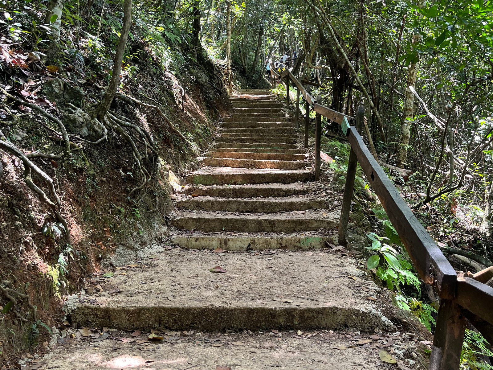 Stone steps with a wooden handrail climbing through the forest