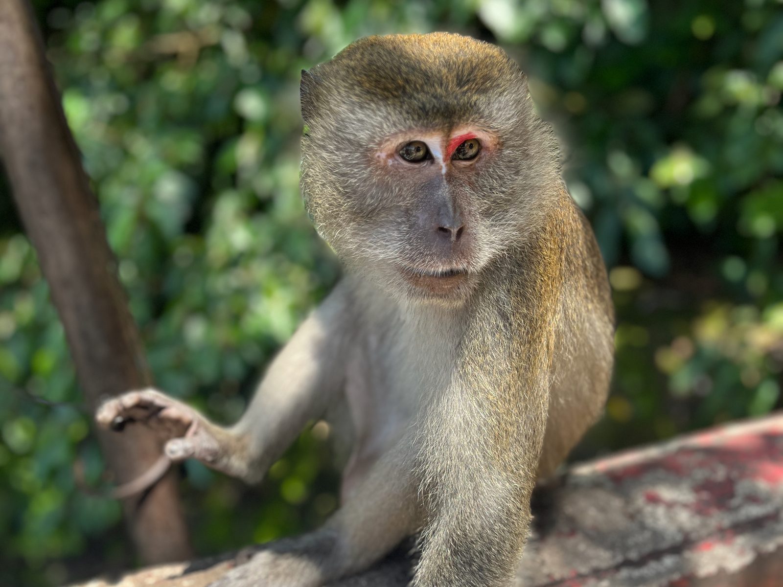 A long-tailed macaque on a ledge by the Batu Caves stairs, looking at the camera