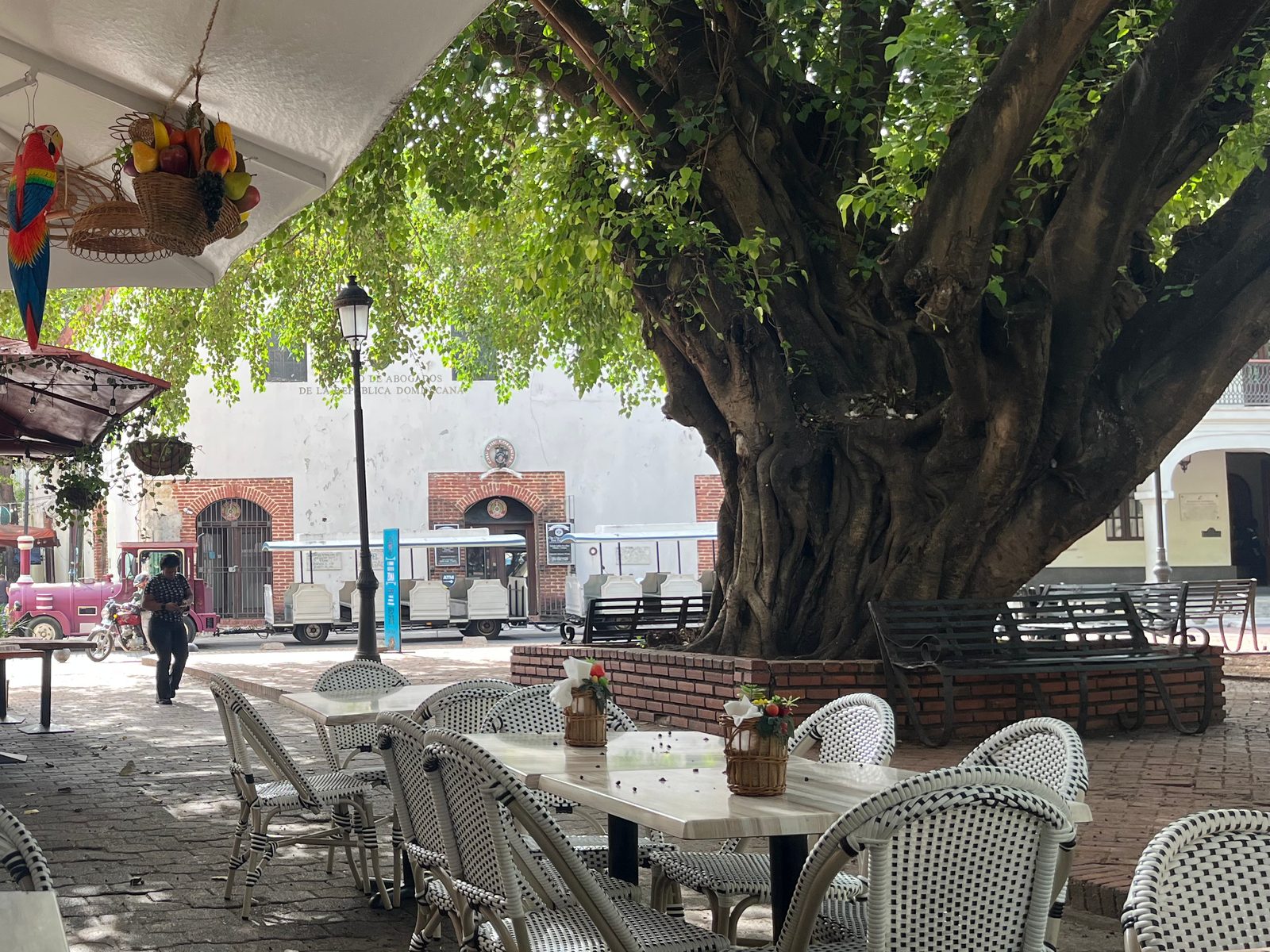 Shaded café terrace with wicker chairs under a large tree in the Zona Colonial, facing a colonial facade